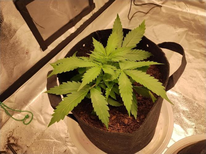 Blackberry Cream Auto. Week 3 - Day 30