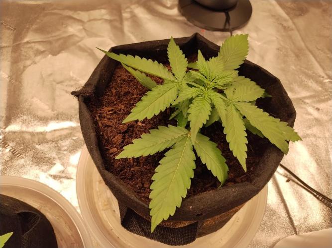 Blackberry Cream Auto. Week 3 - Day 30