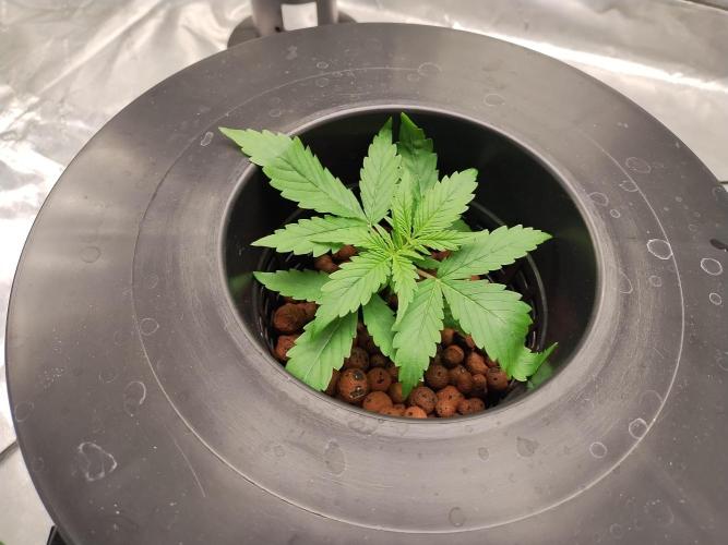 Blackberry Cream Auto DWC. Week 3 - Day 24