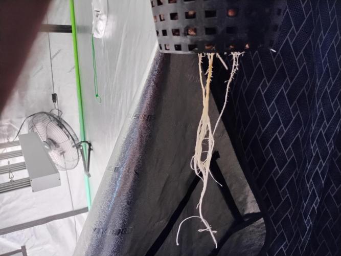 Blackberry Cream Auto DWC. Week 3 - Day 24 - 9 inch roots