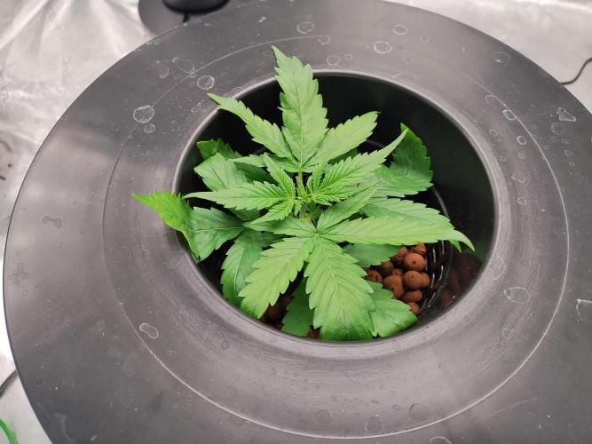 Blackberry Cream Auto DWC. Week 3 - Day 27