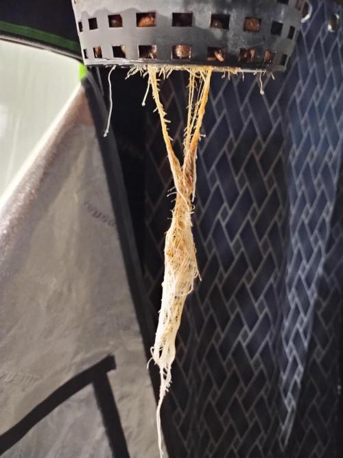 Blackberry Cream Auto DWC. Week 3 - Day 27 - 15 inch roots