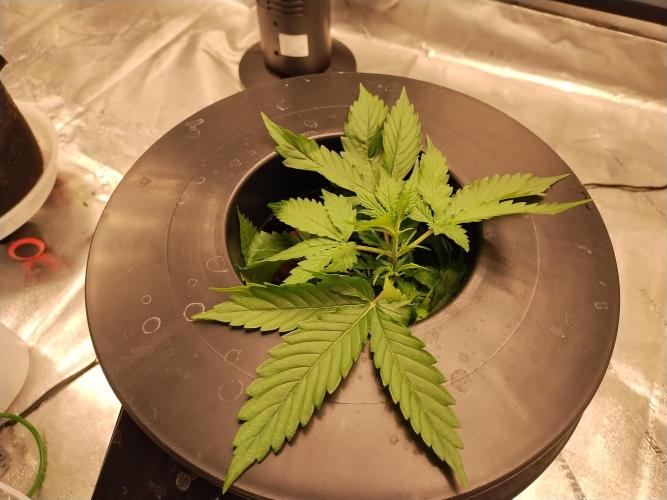 Blackberry Cream Auto DWC. Week 3 - Day 30