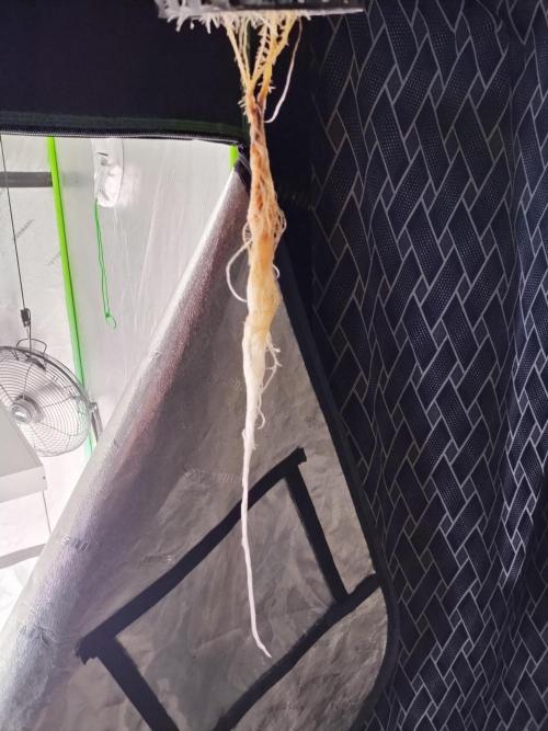 Blackberry Cream Auto DWC. Week 3 - Day 30 - 17 inch roots