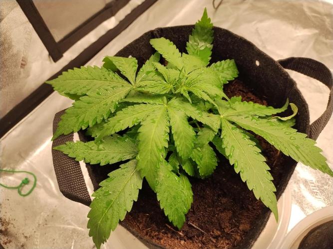 Blackberry Cream Auto. Week 4 - Day 31