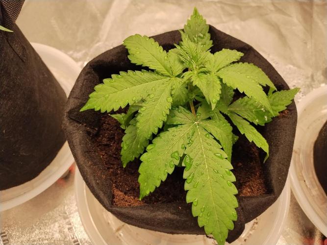 Blackberry Cream Auto. Week 4 - Day 31