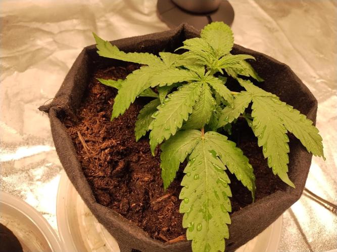 Blackberry Cream Auto. Week 4 - Day 31