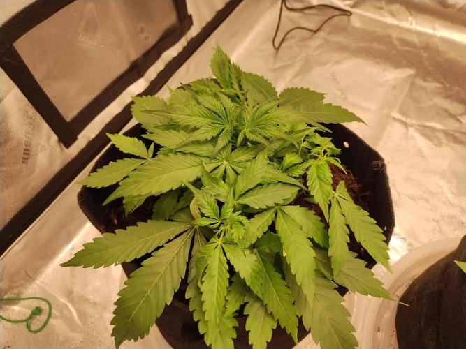 Blackberry Cream Auto. Week 4 - Day 34