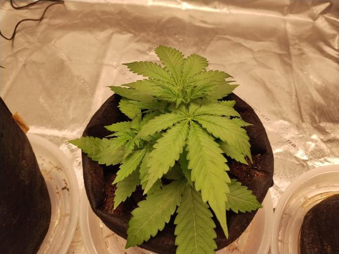 Blackberry Cream Auto. Week 4 - Day 34