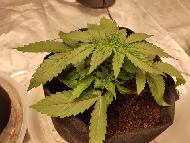 Blackberry Cream Auto. Week 4 - Day 34