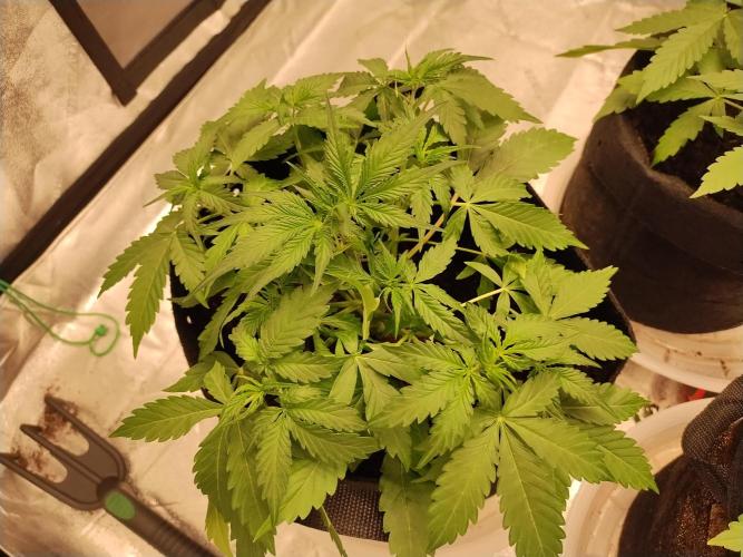 Blackberry Cream Auto. Week 4 - Day 37