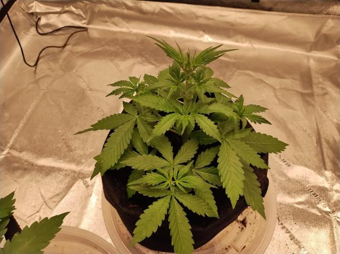 Blackberry Cream Auto. Week 4 - Day 37