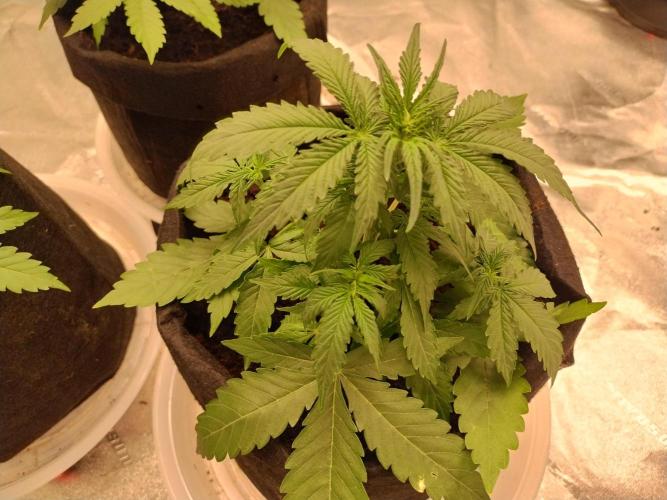 Blackberry Cream Auto. Week 4 - Day 37