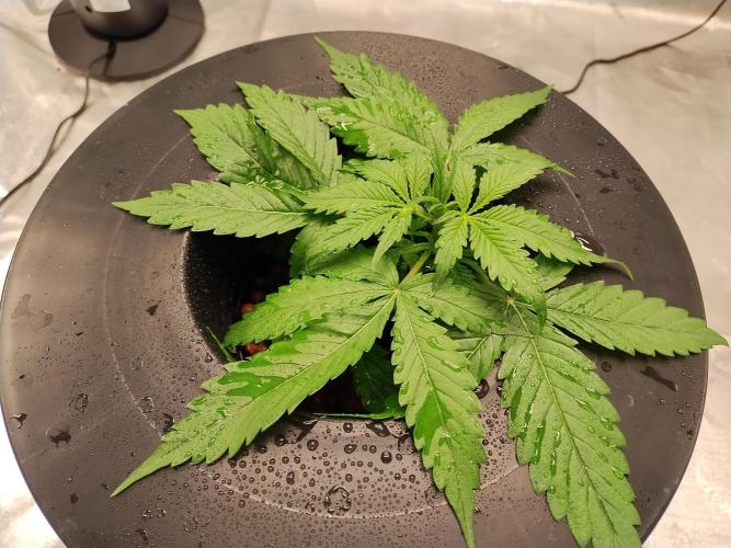 Blackberry Cream Auto DWC. Week 4 - Day 31