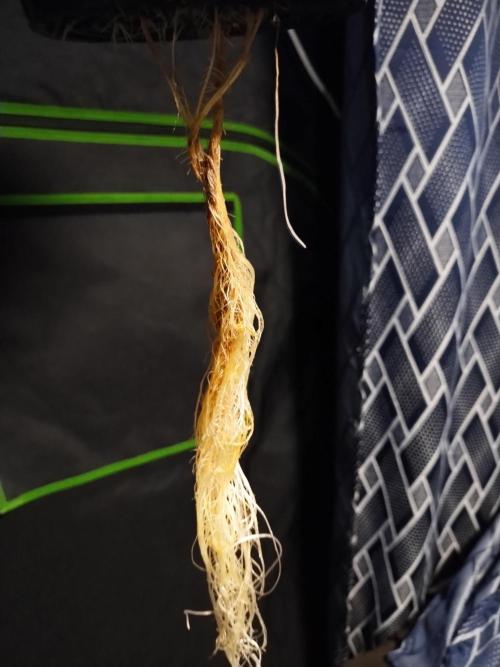 Blackberry Cream Auto DWC. Week 4 - Day 31