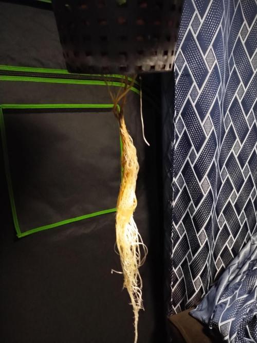 Blackberry Cream Auto DWC. Week 4 - Day 31