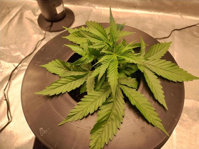 Blackberry Cream Auto DWC. Week 4 - Day 34