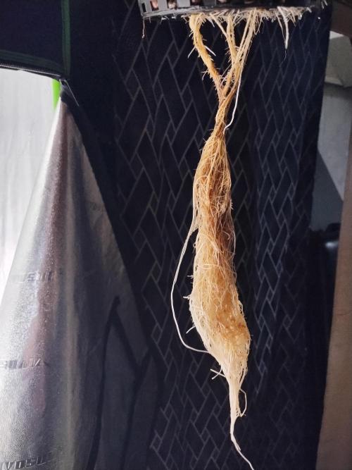 Blackberry Cream Auto DWC. Week 4 - Day 34