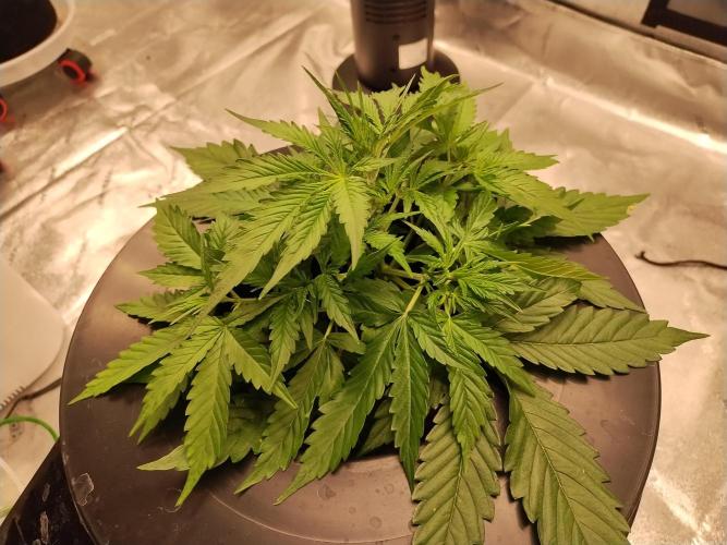 Blackberry Cream Auto DWC. Week 4 - Day 37