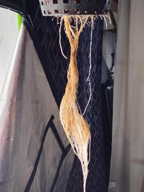 Blackberry Cream Auto DWC. Week 4 - Day 37