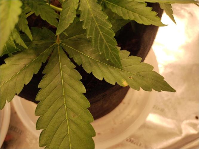 Blackberry Cream Auto. Week 5 - Day 38 - brown spots - magnesium deficiency