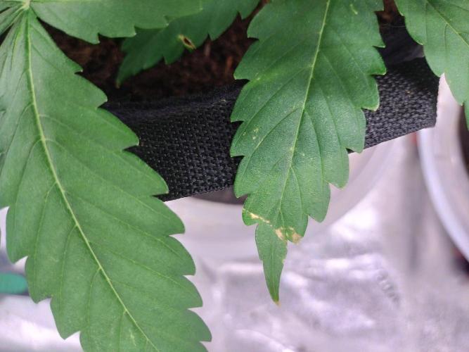 Blackberry Cream Auto. Week 5 - Day 38 - brown spots - magnesium deficiency