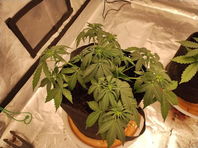 Blackberry Cream Auto. Week 5 - Day 41