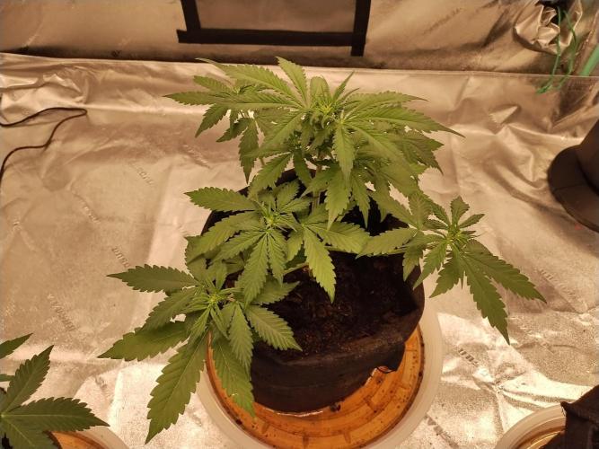 Blackberry Cream Auto. Week 5 - Day 41