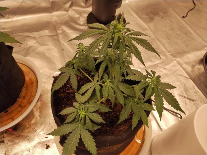 Blackberry Cream Auto. Week 5 - Day 41