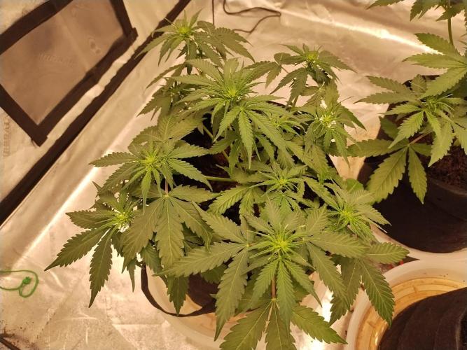 Blackberry Cream Auto. Week 5 - Day 43