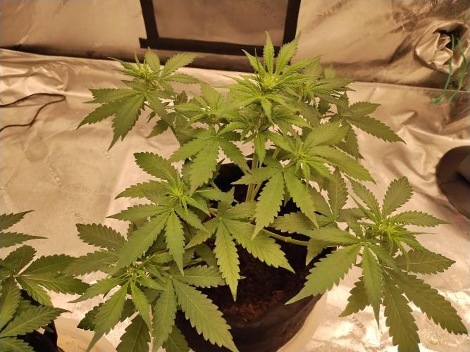 Blackberry Cream Auto. Week 5 - Day 43