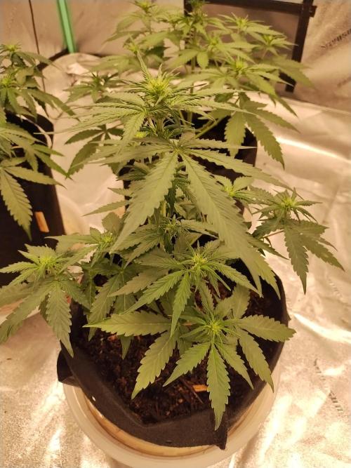 Blackberry Cream Auto. Week 5 - Day 43