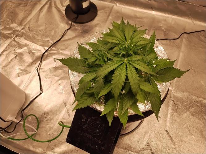 Blackberry Cream Auto DWC. Week 5 - Day 38