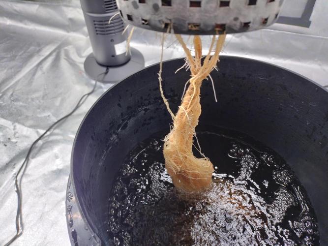 Blackberry Cream Auto DWC. Week 5 - Day 38