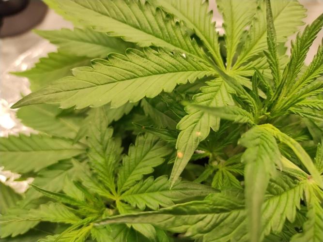 Blackberry Cream Auto DWC. Week 5 - Day 38 - brown spots - magnesium deficiency