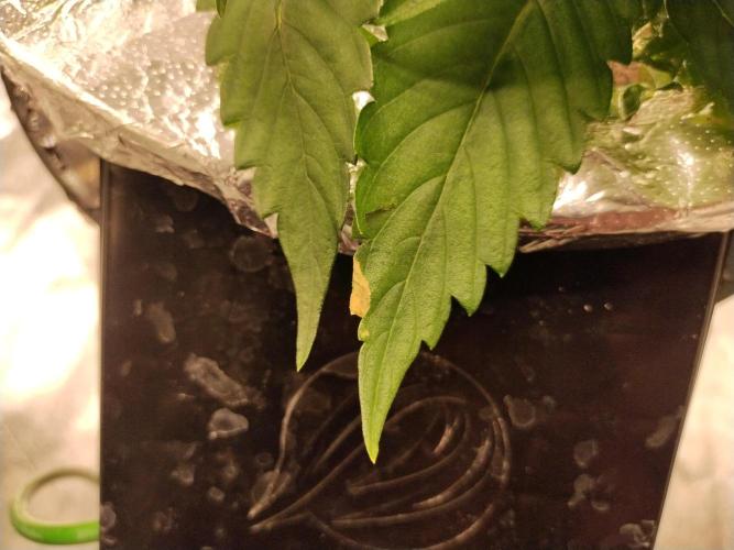 Blackberry Cream Auto DWC. Week 5 - Day 38 - brown spots - magnesium deficiency