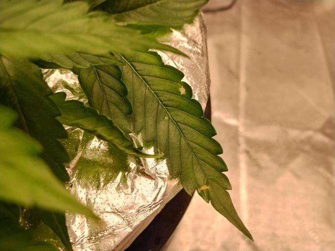 Blackberry Cream Auto DWC. Week 5 - Day 38 - brown spots - magnesium deficiency