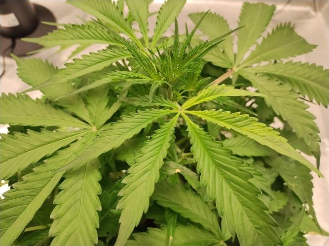 Blackberry Cream Auto DWC. Week 5 - Day 41 - yellowing - magnesium deficiency