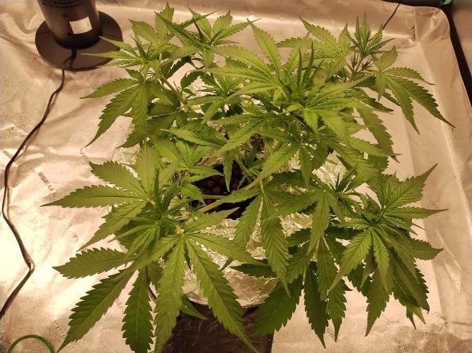 Blackberry Cream Auto DWC. Week 5 - Day 43