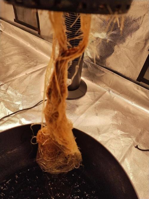 Blackberry Cream Auto DWC. Week 5 - Day 43