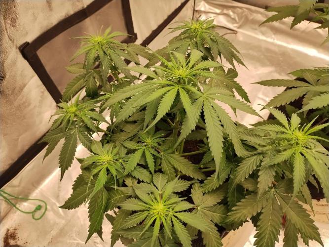 Blackberry Cream Auto. Week 6 - Day 45