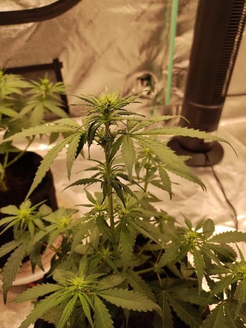 Blackberry Cream Auto. Week 6 - Day 45