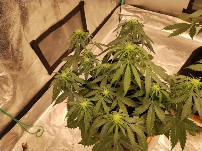 Blackberry Cream Auto. Week 6 - Day 48