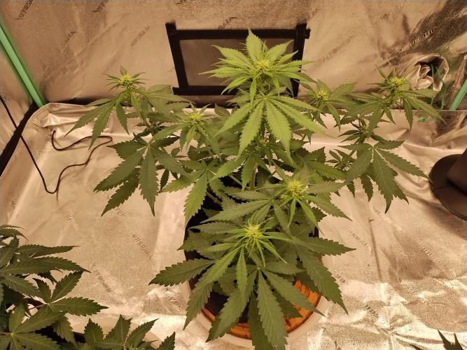 Blackberry Cream Auto. Week 6 - Day 48