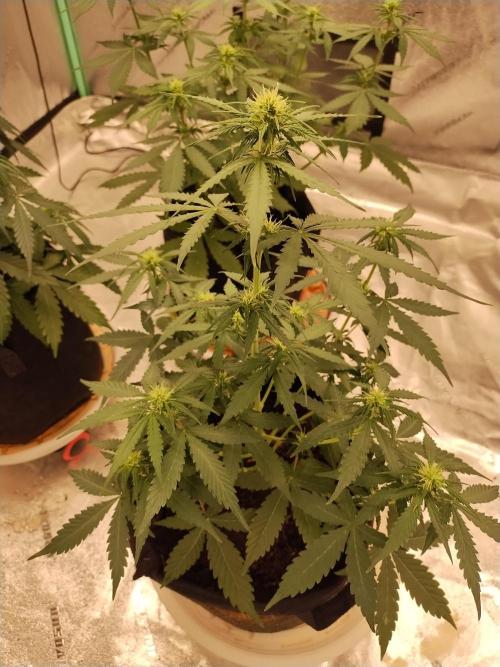 Blackberry Cream Auto. Week 6 - Day 48