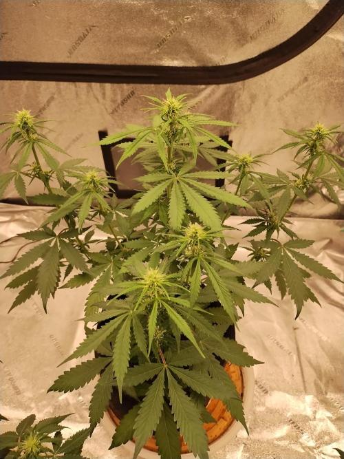 Blackberry Cream Auto. Week 6 - Day 51