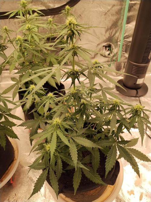 Blackberry Cream Auto. Week 6 - Day 51