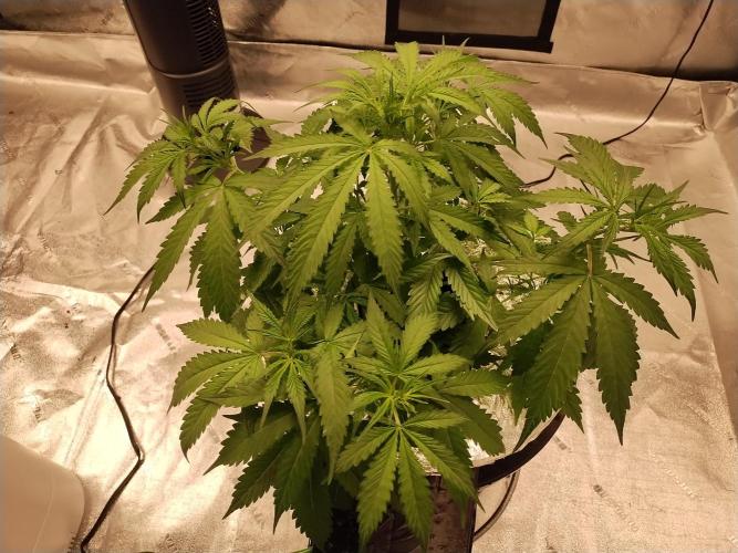 Blackberry Cream Auto DWC. Week 6 - Day 45