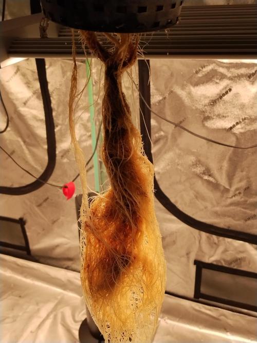 Blackberry Cream Auto DWC. Week 6 - Day 45