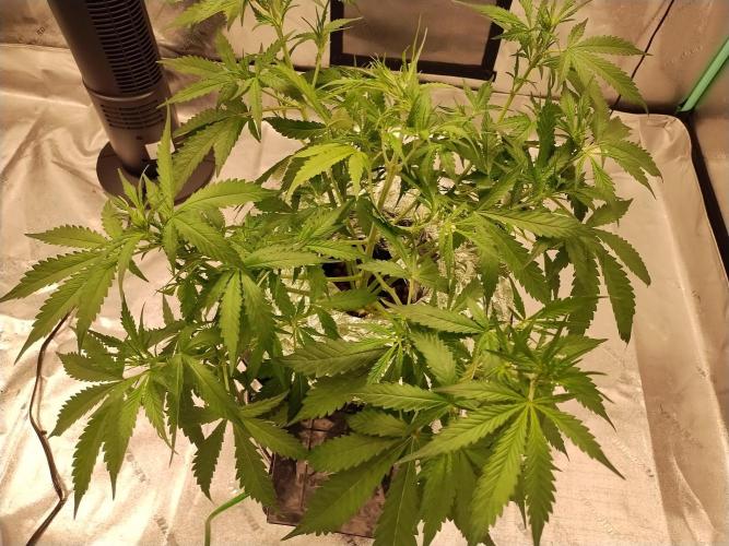 Blackberry Cream Auto DWC. Week 6 - Day 48